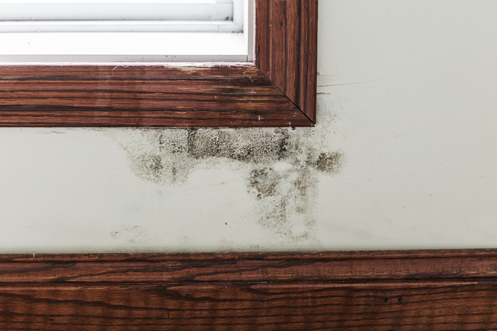 Mold Remediation in Oxon Hill, MD, 20744, Prince George's County (2793)
