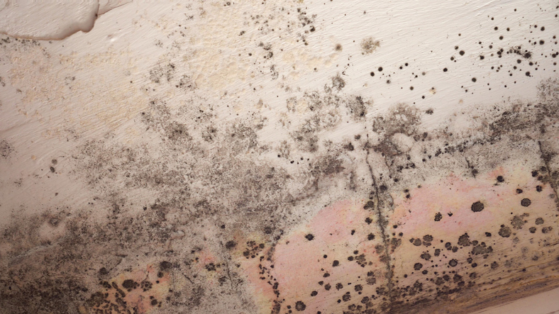 Mold Removal in Rosaryville, MD, 20588, Prince George's County (8576)