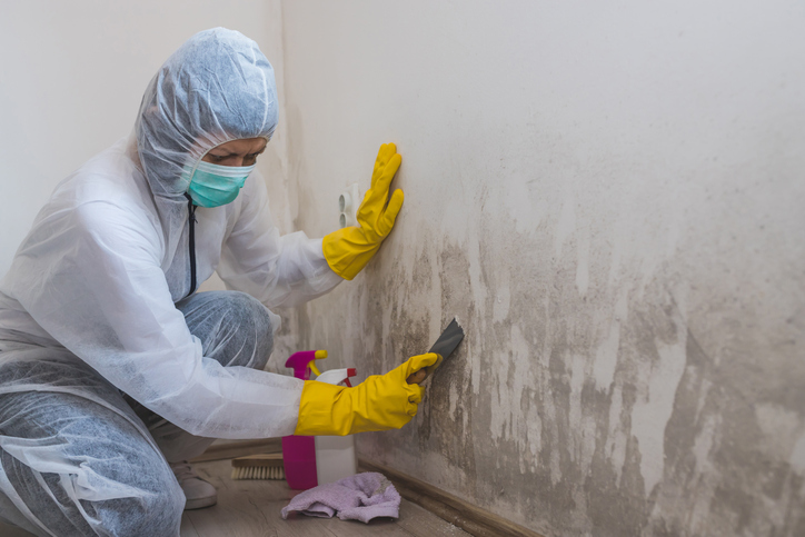 Mold Remediation in Suitland, MD, 20746, Prince George's County (396)