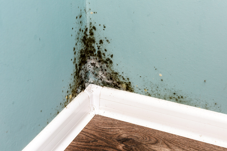 Commercial Mold Remediation in Bowie, MD, 20715, Prince George's County (6936)